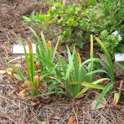 Dwarf Crested Iris